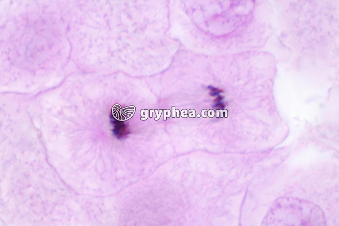 Cellules d'oeuf de Poisson - Mitose Télophase x600 - gryphea.com